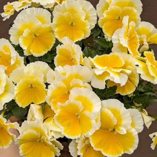 Comprar semillas de pensamientos - Decoración balcón, silvestres, resistentes raras jardín rocas exóticas 320pcs