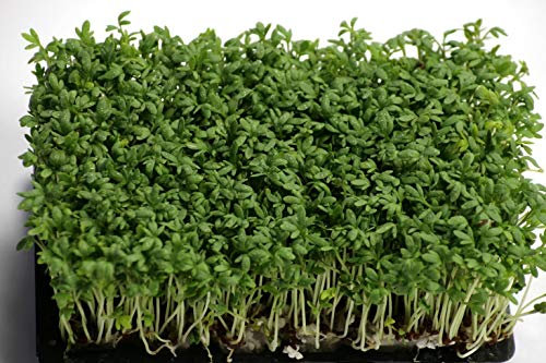 Mustard Cress Seed - 32,000 Seeds Cress Mustard - Seed by Pretty Wild Seeds 80g-10kg Wholesale Bulk (200g)