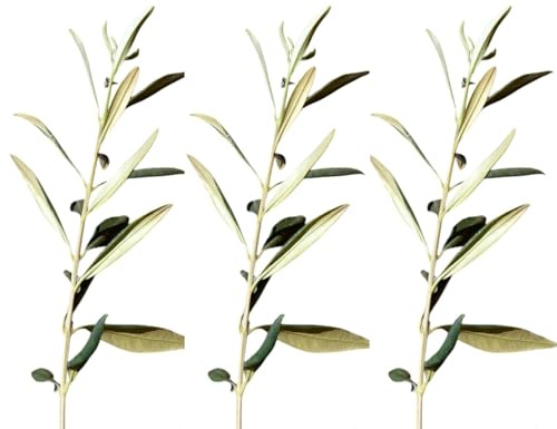 3 Plantas natural Olea Europaea. Acebuche, Olivo silvestre 20-30 cm. Resistente, requiere poco riego, mejora suelos, refugio para fauna y aporta belleza mediterránea.