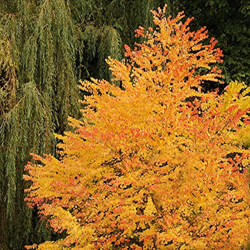 Toffee AppleTree Cercidiphyllum japonicum 'Katsura' 3L