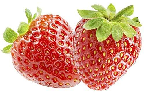 40 Pflanzen Feinschmecker-Erdbeere Senga-Sengana Topfgewachsen