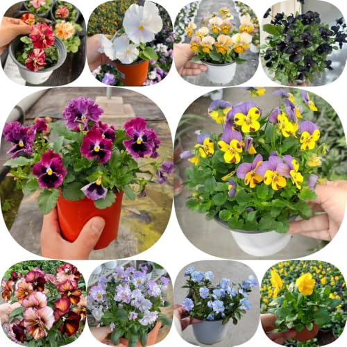 Stiefmütterchen - für sonnige plätze exotische blumenbeet 800samen