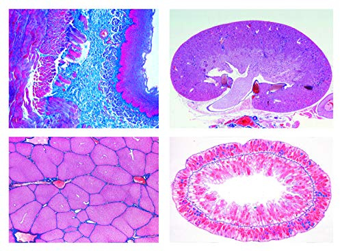 LIEDER Biologie Mikroskopie Mikropräparate Serien: Serie II. Stoffwechsel, 15 Präparate