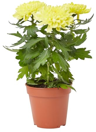 Verdecora Margarita Híbrida en maceta Ø13cm | Planta Natural de Exterior con Floración Colorida y Abundante | Ideal para Jardines, Terrazas y Balcones | Color variado según disponibilidad
