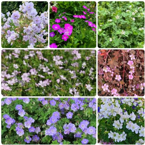 semi di geranio, orto per orto giardino comprare il becco gru, giardino da interno biologici, resistenti 250pcs