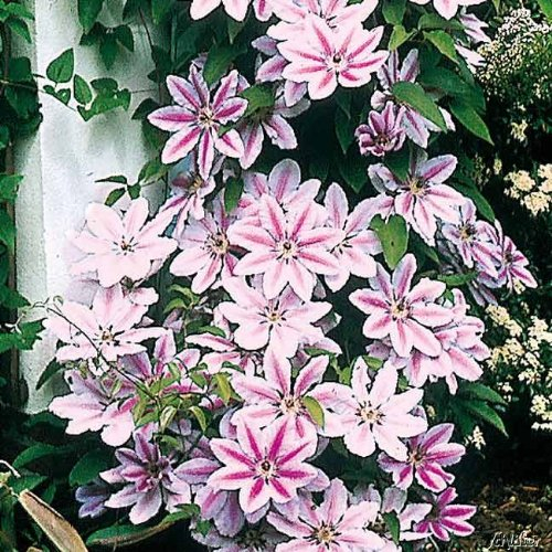 Clematis 'Nelly Moser'
