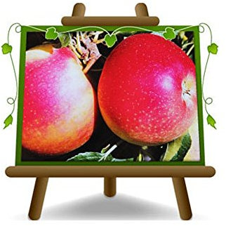 EURO PLANTS VIVAI Pommier Galared plante fruitière ancienne en pot 26 cm hauteur maximale 180 cm - Âge 4 ans