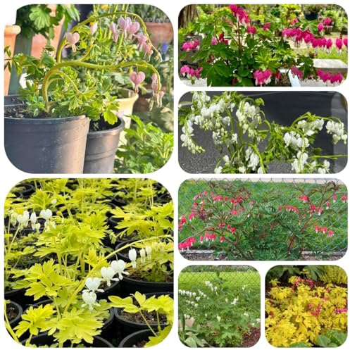 Semi di Dicentra spectabilis dal cuore sanguinante resistenti all'esterno per aiuole rialzate primaverile, selvatici resistenti 60pcs