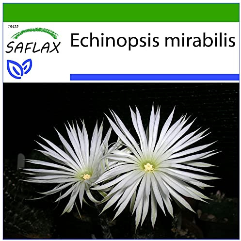 SAFLAX - Kakteen - Seeigelkaktus - 40 Samen - Mit keimfreiem Anzuchtsubstrat - Echinopsis mirabilis