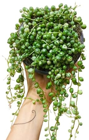 Senecio Rowleyanus Natural Planta Colgante de Aspecto Suculento
