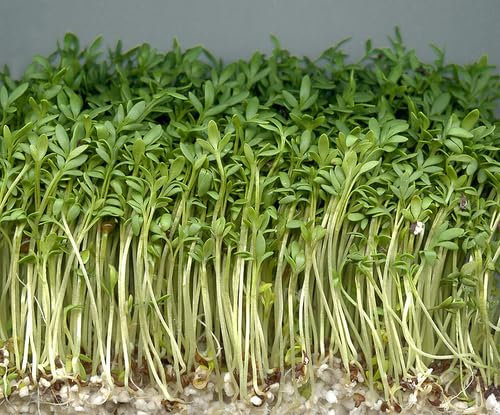 Vegetable Seeds for Planting UK, Variety Pack Varieties of Veg, Herb Grow Your Own. Easy to Grow Indoor, Outdoor Non-GMO (Garden Cress for Sprouts, 2000 Seeds)