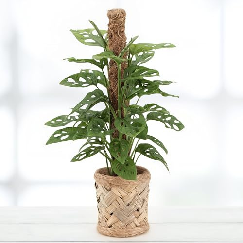 Monstera monkey - 17cm Topf x 60cm Höhe, Lochpflanze, tropische Zimmerpflanze, frische Topfpflanze, grüner Blickfang für Wohnzimmer, Bad, Büro, pflegeleicht, luftreinigend, echte Zimmerdeko