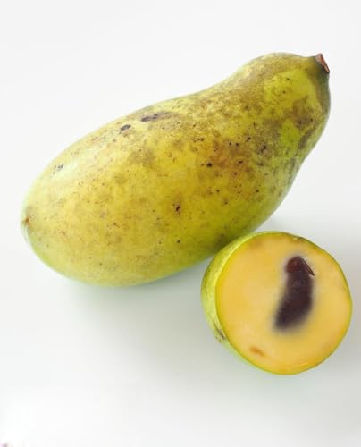 ASIMINA TRILOBA - Bergbanane 'SUNFLOWERS' im Topf - Höhe 20/30 cm