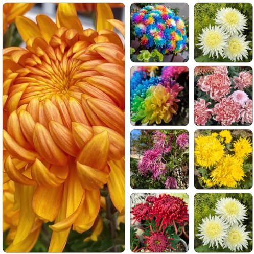chrysanthemen blumengarten exotische zimmerpflanzen balkonpflanzen winterhart mehrjährig balkon deko chrysantheme pflanzendeko wildkräuter topfpflanzen echt gartendeko für draußen 60samen