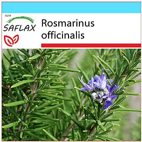 SAFLAX - Confezione regalo - Rosmarino - 100 semi - Rosmarinus officinalis