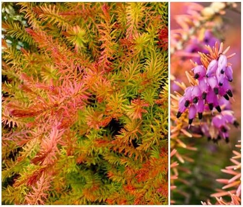GrowOn Shrubs Heather Erica x Darleyensis 'Tweety' | Evergreen Shrub | Outdoor Garden Ready Plant | Winter to Spring Flowering | Magenta Flowers