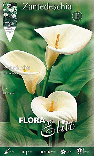 BULBI PRIMAVERILI CALLA ZANTEDESCHIA AETHIOPICA CONFEZIONE DA 1 BULBO BULBS