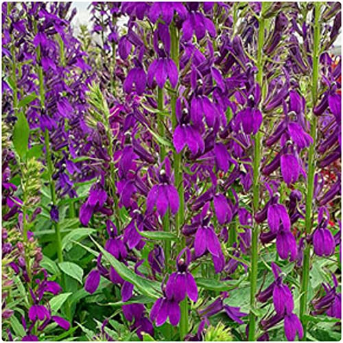 Lobelia Speciosa 'Starship Blue' x 3 Jumbo Plug Plants