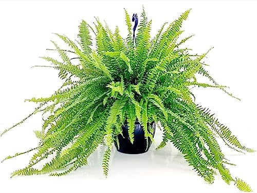 POWERS TO FLOWERS - FELCE DA INTERNO XXL, VASO 20CM, PIANTE PURIFICA ARIA, pianta vera