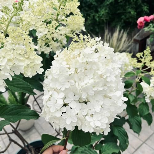 semillas resistentes de hortensia de panícula, decorativas para balcón jardín de hortensias para el jardín resistentes 200pcs
