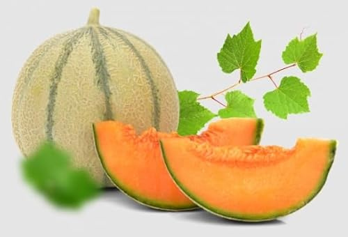 30 Semi di Melone Retato, Frutto Rinfrescante e Nutriente Ricco di Vitamine e Minerali