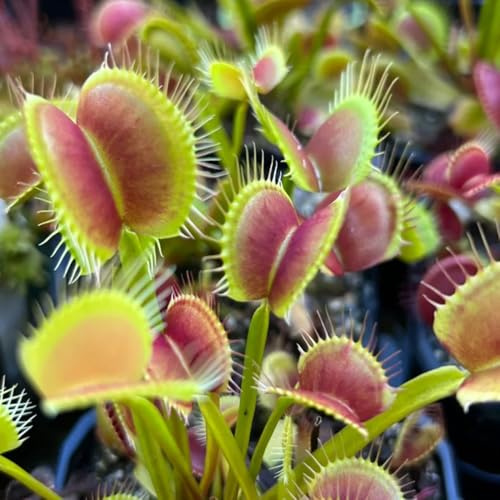 venusfliegenfallesamen, garten hochbeet winterharte deko 300pcs