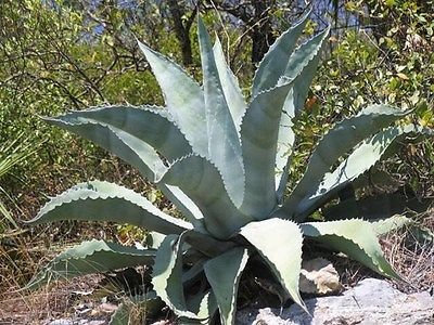 Exotische Agave Americana Delle Piante 5 Semi ~ Pianta Messicana Maguey ~ Americana Aloe Secolo