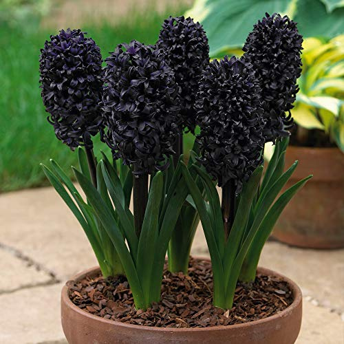 Hyacinths Garden Spring Flowering Bulb, Highly Scented Black Flowers, Ideal for Garden Borders and Patios, Easy to Grow, 16 x Hyacinth Midnight Mystic Bulbs by Thompson & Morgan