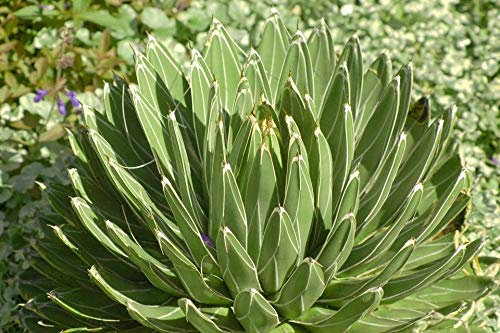 Portal Cool Hardy Regina Vittoria Agave - Semi freschi