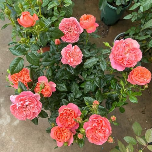 Semillas de rosal trepador, resistente y fragante variedades antiguas, primavera silvestres, balcón, sombra, 120pcs