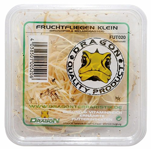 Dragon Drosophila Klein in Dose/Zuchtansatz für Reptilien und Amphibien, ca. 500ml Dose