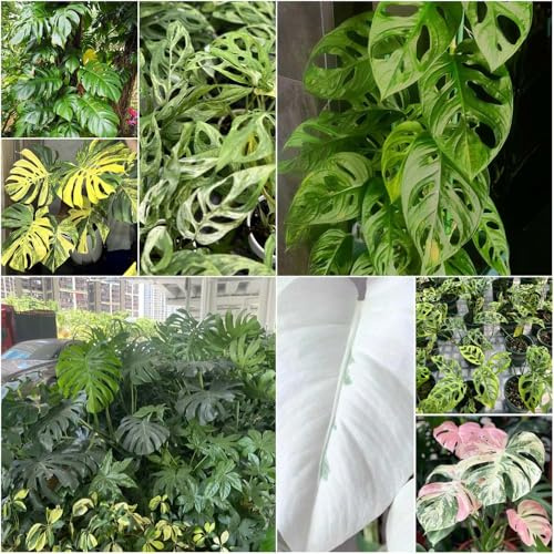 semillas de monstera seto oficina balcón de interior jardín Monstera variegata interior fácil cuidado, 100pcs