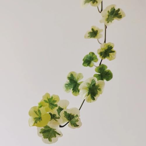 Semi di edera - giardino balcone tappezzanti biologiche d'appartamento con rialzata decorazione del 250pcs