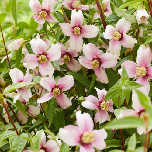 Philadelphus 'Petite Perfume Pink' – Fragrant Pink Flowers, Low Maintenance Compact Shrub for Urban Gardens, Coastal & Pollinator-Friendly - 2X 9cm Potted Plants by Thompson & Morgan
