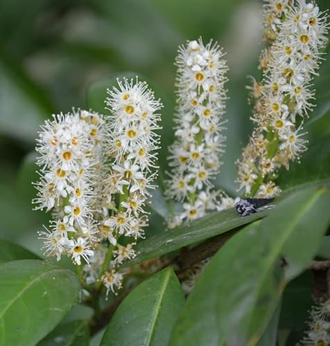 Hochstamm Kirschlorbeer Miniredia® 100-125cm - Prunus laurocerasus - lebende Gartenpflanze aus den Baumschulen