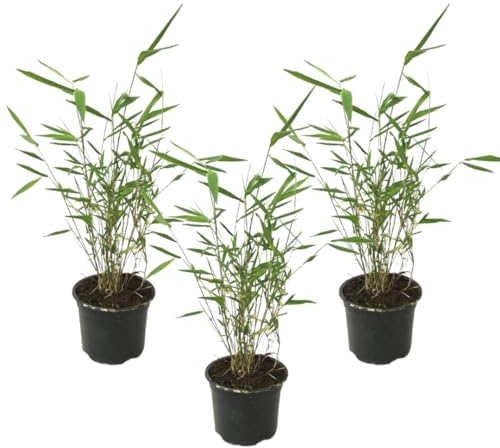 Plant in a Box - Fargesia Grex - Bambou bleu - Set de 3 - Bambou non traçant - Résistant au froid - Pot 13cm - Hauteur 25-40cm