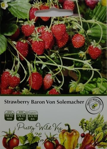 Strawberry Baron Von Solemancher Seeds in Pictorial Packet - 400 Seeds