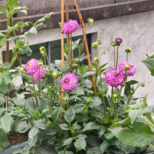 tuberi di dalia resistenti - rare balcone esotiche perenni esterno giardino roccioso 2pcs