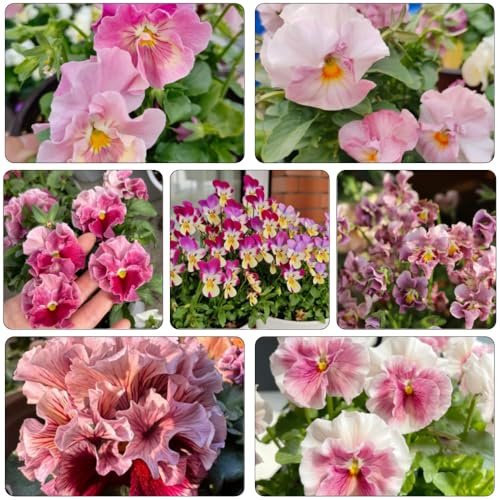 viola cornuta - semi selvatici giardino interni semi decorazione selvatici balcone 450pcs
