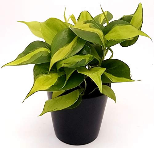 POWERS TO FLOWERS - PHILODENDRON SCANDENS BRASIL IN VASO CERAMICA NERO, pianta vera