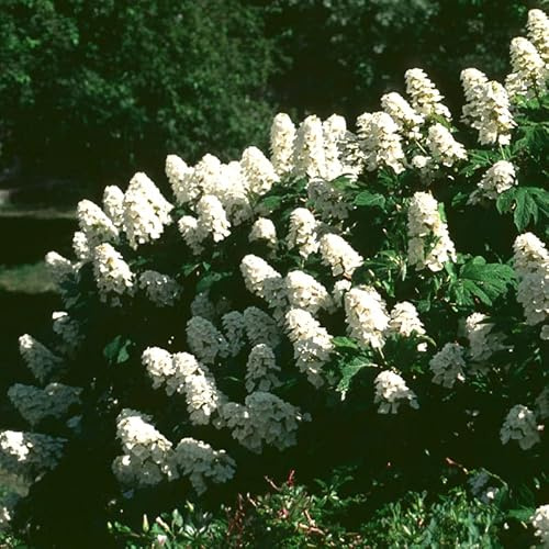 White Oakleaf Hydrangea Bush Plant Tree Live Flowering Shrub Hardy Starter Plant Size 5 to 11 Inches in Tall, White Color Blooms, Domant, Winter Hardy