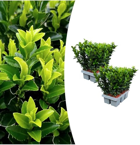 Euonymus Green Spire, Alternativa al Boj, Jardín, Verde, Pack de 12