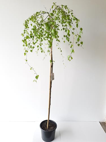 Betula Trauer-Birke, Hänge-Birke, Betula Youngii, 160-170 cm, Weiße Rinde, Hängende Kronenform