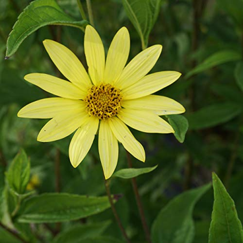Blumixx Stauden Helianthus microcephalus 'Lemon Queen' – Sonnenblume, hellgelb blühend, winterharte Staude, insektenfreundlich, für Naturgarten