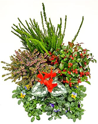 Herbst Blumen Set Nr.13 Calluna, Scheinbeere, Schneeheide, Alpenveilchen, Hornveilchen