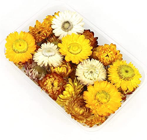 Getrocknete Blumen, getrocknete gepresste Blumen, getrocknete Blumen, DIY, getrocknete Blumen, trockene Pflanzen, Chrysanthemen, Räucherkerzen, Harz, Seifenherstellung, DIY-Bastelzubehör(Yellow)