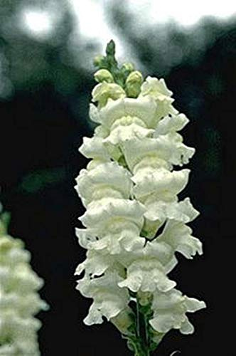 Snapdragon Rocket White Seed