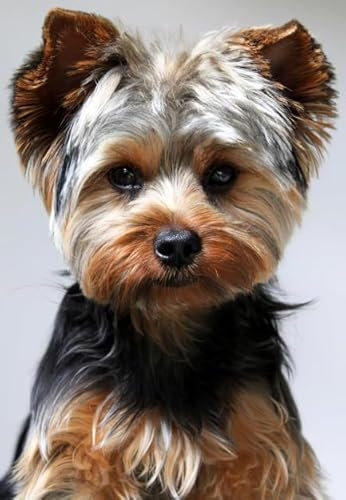 1000 Pcs, Yorkshires Dog, Fun Jigsaw Puzzle，Adult Puzzle Posters Toy, Family Stress Reduction Games BE115KA