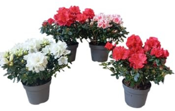 Set Floral Azalea 4 Plantas Naturales para Jardines Coloridos y Acogedores