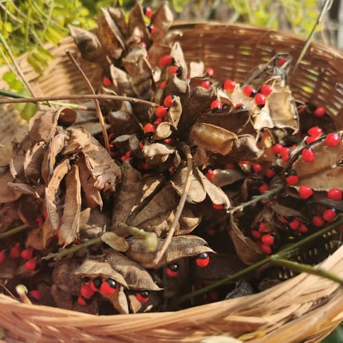 paternostererbsen paternostererbse balkon deko heilkräuter kräutersamen balkonpflanzen winterhart mehrjährig pflanztöpfe dachbegrünung gartenkräuter küchenkräuter kräutergarten 65samen